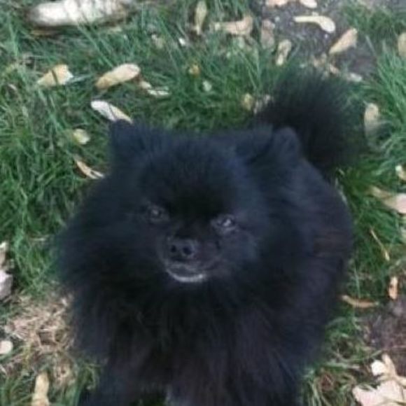 Meet your Posher, James - Picture 1 of 1